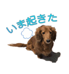 実写わんこスタンプ ダックス編（個別スタンプ：6）