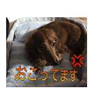 実写わんこスタンプ ダックス編（個別スタンプ：7）