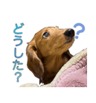 実写わんこスタンプ ダックス編（個別スタンプ：12）
