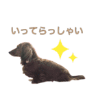 実写わんこスタンプ ダックス編（個別スタンプ：15）