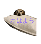 hanakohanakohanako（個別スタンプ：10）