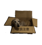 hanakohanakohanako（個別スタンプ：12）