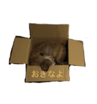 hanakohanakohanako（個別スタンプ：13）