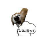 hanakohanakohanako（個別スタンプ：14）