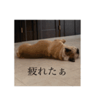 おすたぐらむ（個別スタンプ：1）