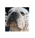 おすたぐらむ（個別スタンプ：6）