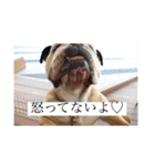 おすたぐらむ（個別スタンプ：13）