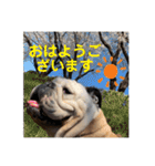 おすたぐらむ（個別スタンプ：22）