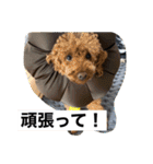 おすたぐらむ（個別スタンプ：29）