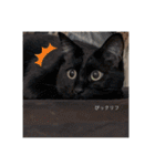 おすたぐらむ（個別スタンプ：31）