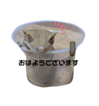 可愛いヤモリーズ（個別スタンプ：5）