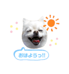 BIBIchandayo.（個別スタンプ：2）