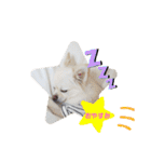 BIBIchandayo.（個別スタンプ：3）