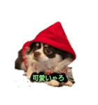 アランの毎日（個別スタンプ：5）