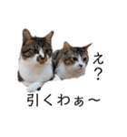 猫の自己満スタンプ（個別スタンプ：3）