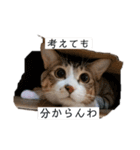 猫の自己満スタンプ（個別スタンプ：11）