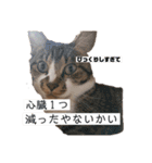 猫の自己満スタンプ（個別スタンプ：12）