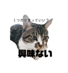 猫の自己満スタンプ（個別スタンプ：13）