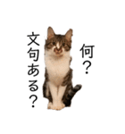 猫の自己満スタンプ（個別スタンプ：14）