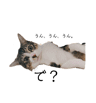 猫の自己満スタンプ（個別スタンプ：16）