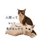 猫の自己満スタンプ（個別スタンプ：18）