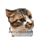 猫の自己満スタンプ（個別スタンプ：19）