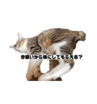 猫の自己満スタンプ（個別スタンプ：20）