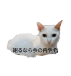 猫の自己満スタンプ（個別スタンプ：21）