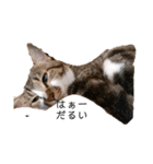 猫の自己満スタンプ（個別スタンプ：22）