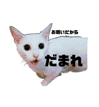 猫の自己満スタンプ（個別スタンプ：24）