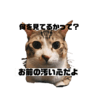 猫の自己満スタンプ（個別スタンプ：25）