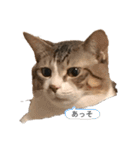 猫の自己満スタンプ（個別スタンプ：29）