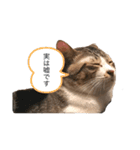 猫の自己満スタンプ（個別スタンプ：30）