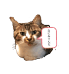 猫の自己満スタンプ（個別スタンプ：32）