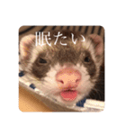 我が家のぴの氏( ^ω^ )（個別スタンプ：2）