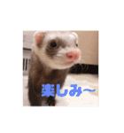 我が家のぴの氏( ^ω^ )（個別スタンプ：3）
