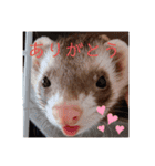 我が家のぴの氏( ^ω^ )（個別スタンプ：7）