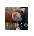 我が家のぴの氏( ^ω^ )（個別スタンプ：8）