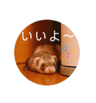 我が家のぴの氏( ^ω^ )（個別スタンプ：9）