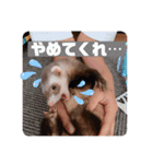 我が家のぴの氏( ^ω^ )（個別スタンプ：10）