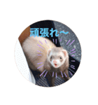 我が家のぴの氏( ^ω^ )（個別スタンプ：16）