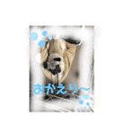 いっちゃんちのカンタくん（個別スタンプ：11）