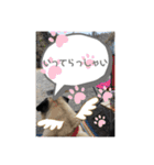 いっちゃんちのカンタくん（個別スタンプ：13）