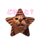 楽しい日常デス（個別スタンプ：11）