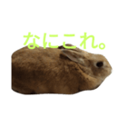 りさちゃんスタンプ！（個別スタンプ：23）