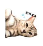 3びきのニャン達（個別スタンプ：3）