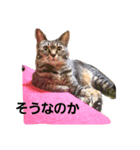 3びきのニャン達（個別スタンプ：6）