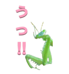 カマキリから-BIG（個別スタンプ：8）