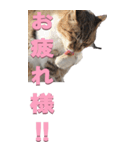 野生猫2から（個別スタンプ：13）