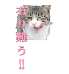 野生猫2から（個別スタンプ：39）